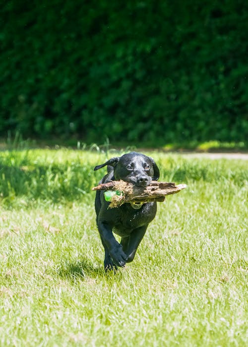 A Dog with a Bunch of Sticks in Its Mouth Running on a Grass Field 