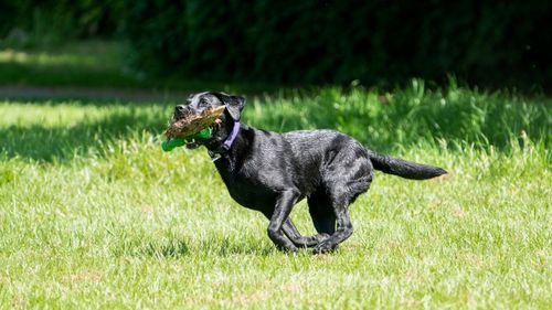 Free Black Labrador playing with a stick in a sunny green park. Perfect pet and summer fun concept. Stock Photo