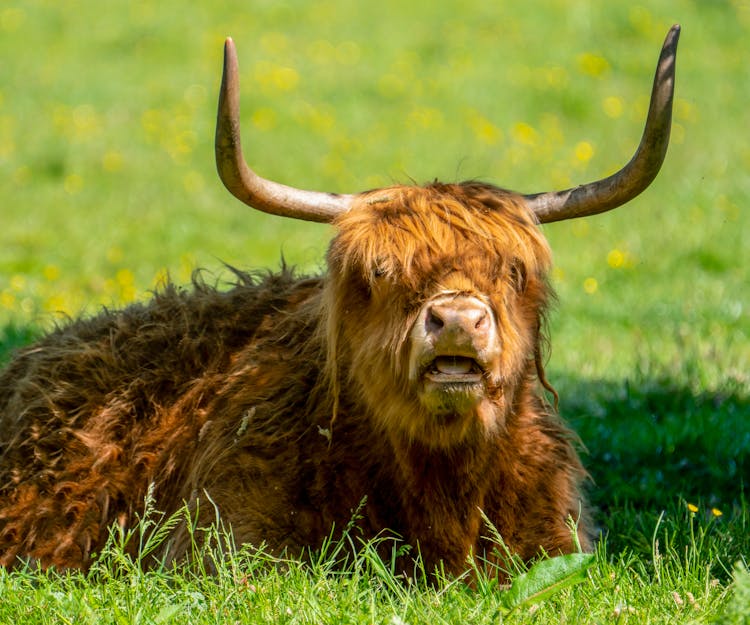 Highland Cattle Lying Down