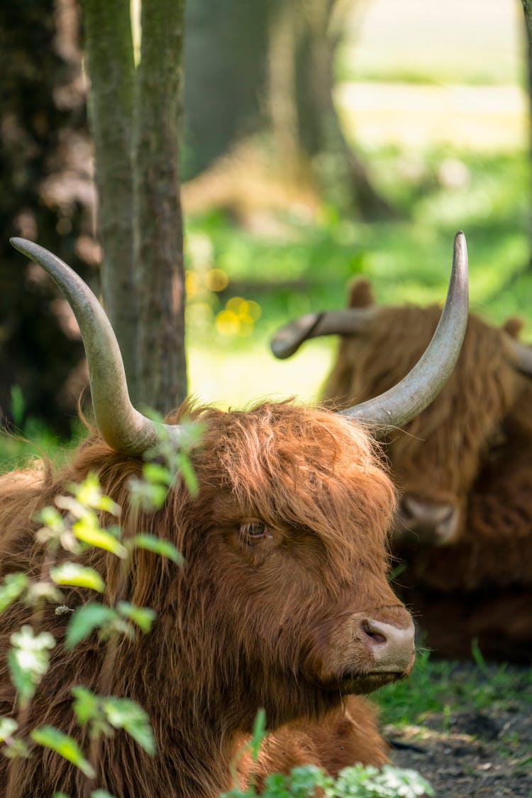 Head Of Highland Cattle