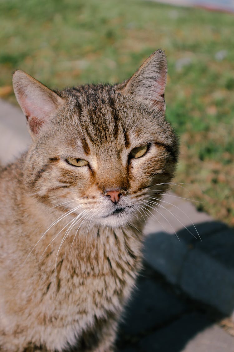 Closeup Of A Beige Cat