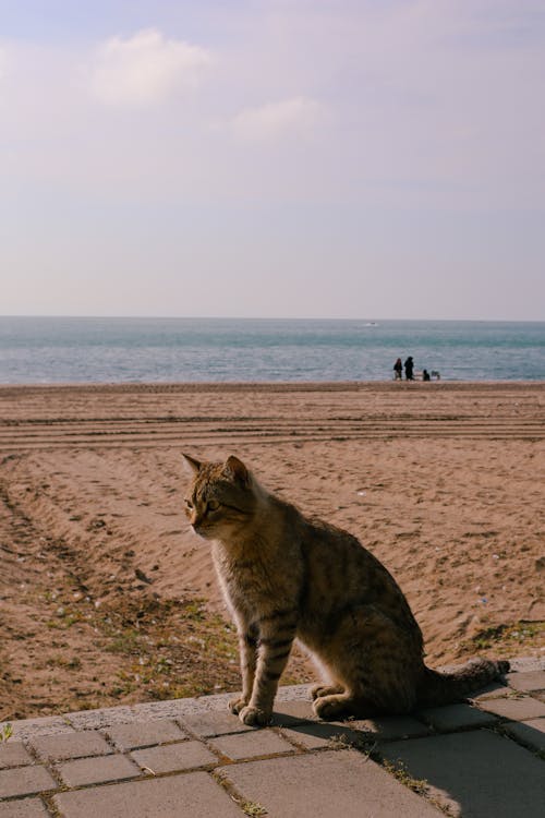 シーサイド, ネコ, ビーチの無料の写真素材