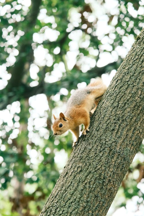 Foto d'estoc gratuïta de arbre, esquirol, fotografia d'animals