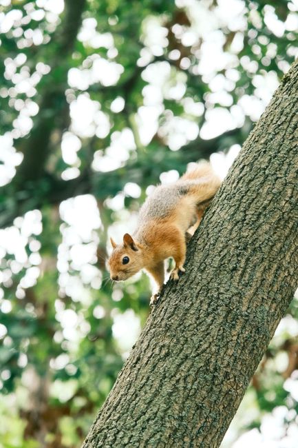 Curious squirrel climbing a tree in an Istanbul park, showcasing urban wildlife.