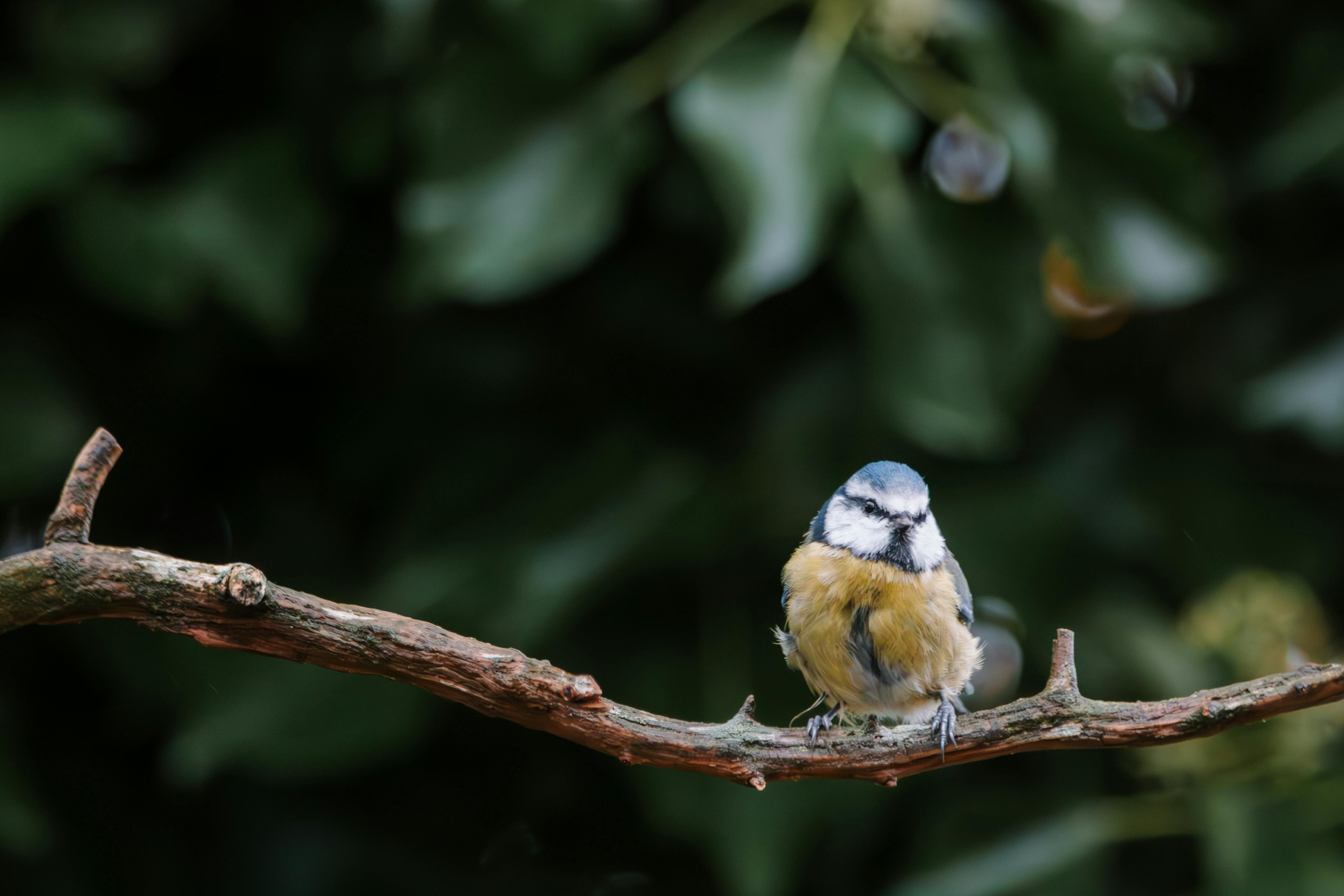 Close-up of a Eurasian Blue Tit (Cyanistes caeruleus) perched on a branch, showcasing its vibrant plumage.
