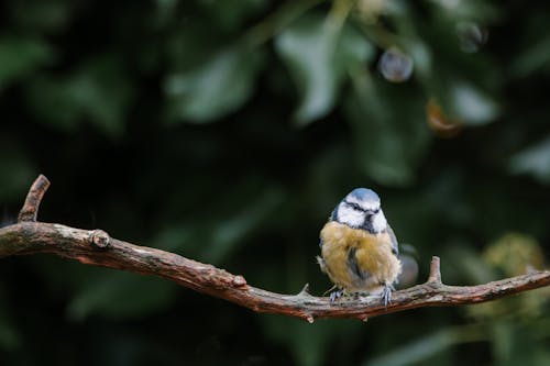cyanistes caeruleus, 動物攝影, 歐亞藍山雀 的 免費圖庫相片