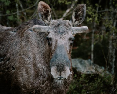 Free Detailed close-up of a moose in its natural forest habitat, showcasing wildlife beauty. Stock Photo