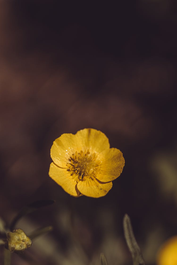 Yellow Flower In Nature