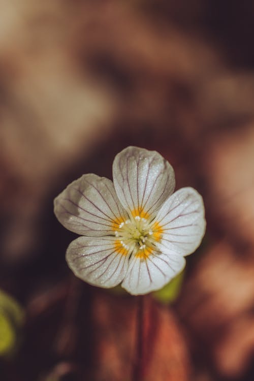 Безкоштовне стокове фото на тему «oxalis acetosella, білі пелюстки, вертикальні постріл»