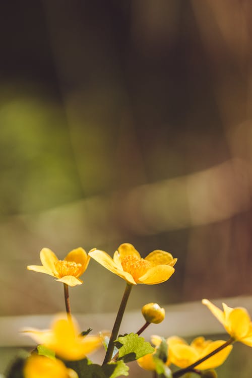 Imagine de stoc gratuită din codru, floare, floare sălbatică