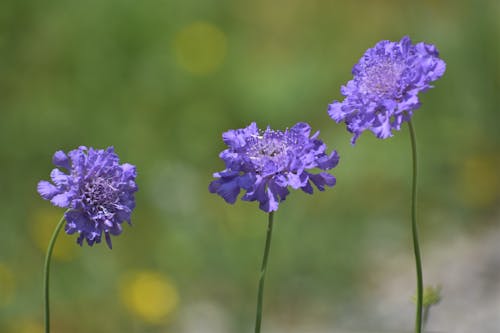 Δωρεάν στοκ φωτογραφιών με floral ταπετσαρία, floral φόντο, hd wallpaper desktop