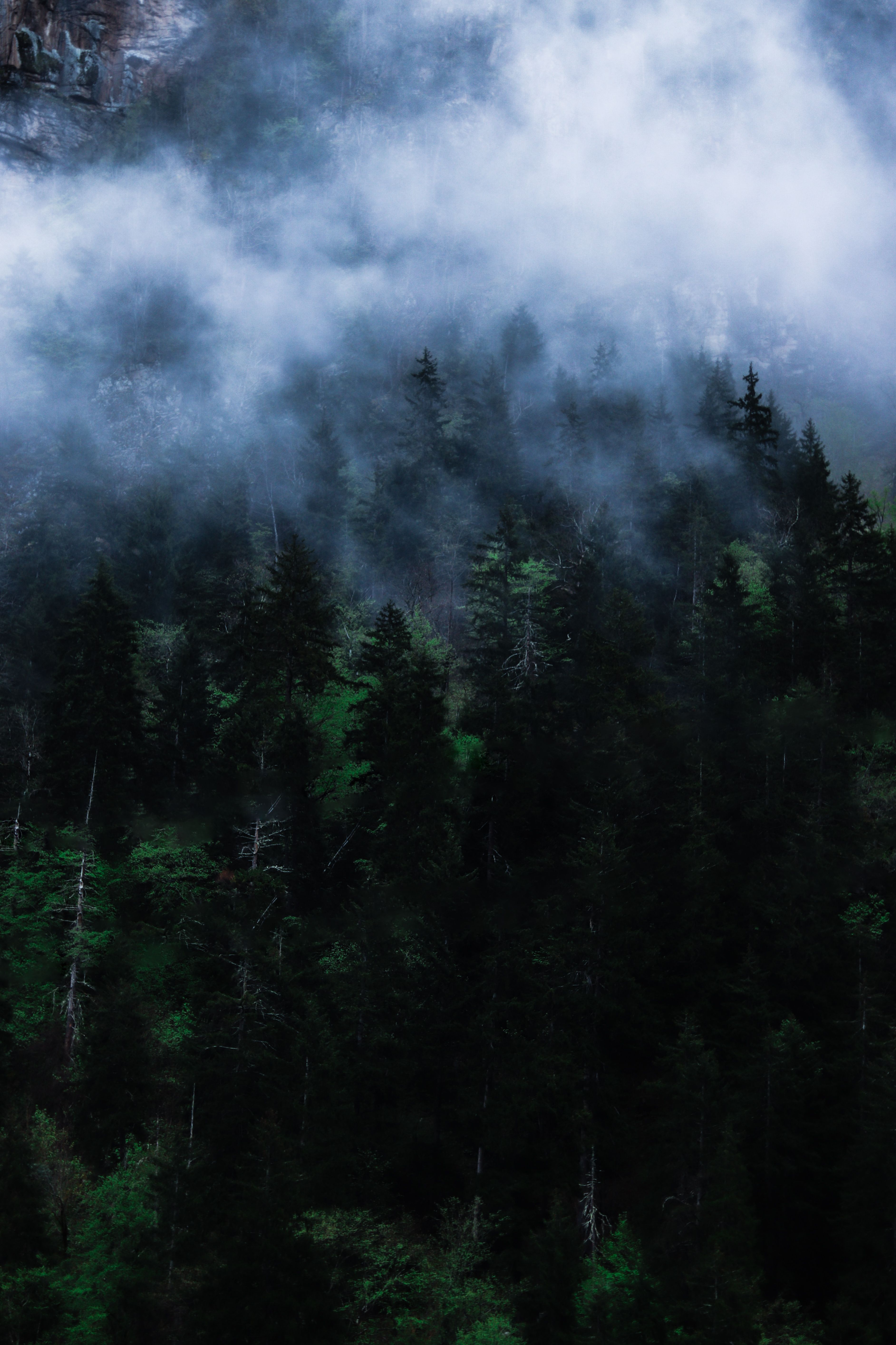 Evergreen Mountain Forest in a Cloud of Fog · Free Stock Photo