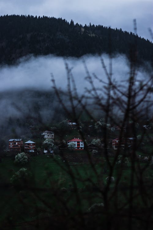 Photos gratuites de arbres, brouillard, brume