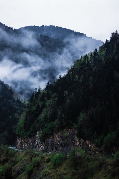 View of Mountains with Coniferous Forests Covered in Fog and Clouds 