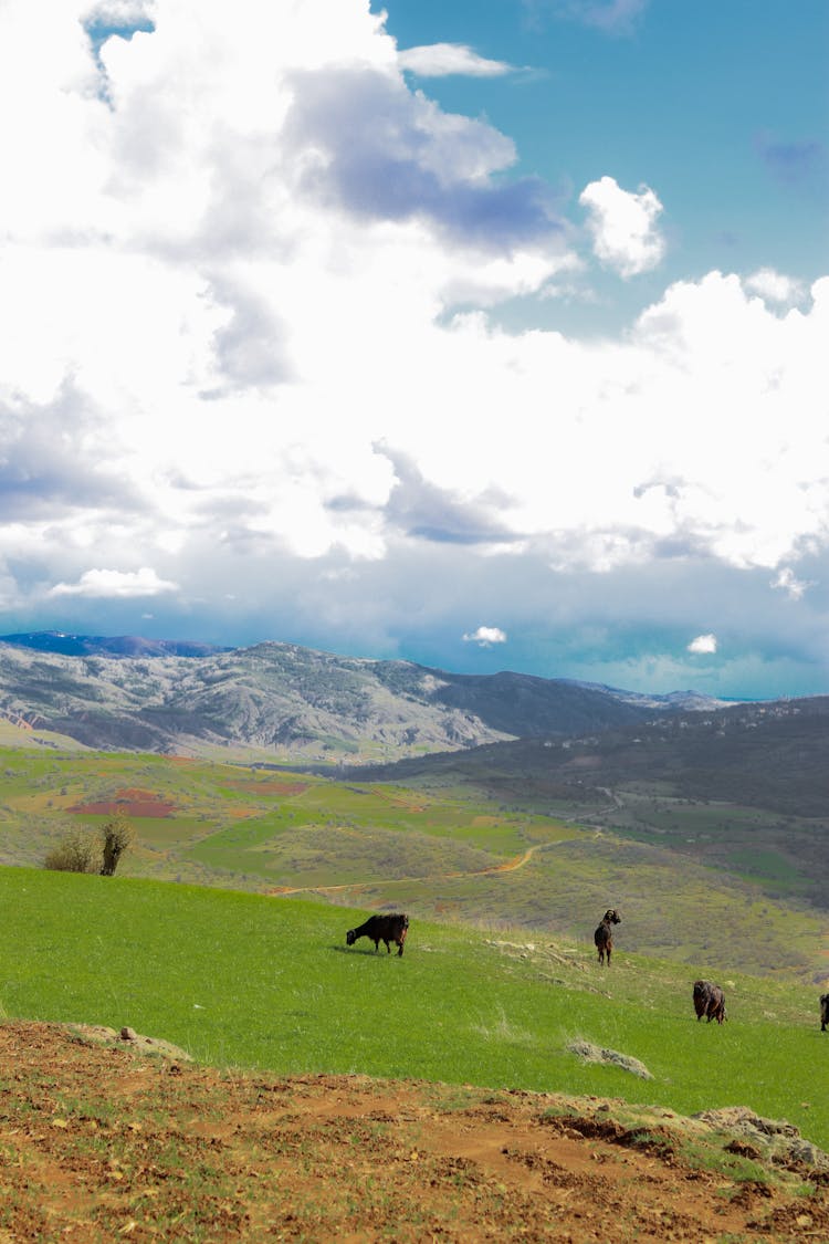 Cattle Grazing On Pasture In Mountains Basked In Sunlight