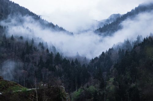 Free A scenic view of fog-covered mountains and dense forest trees, capturing nature's beauty. Stock Photo