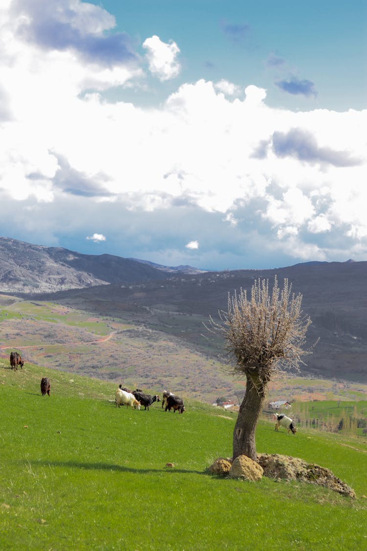 Herd Of Goats Grazing Grass On A Mountain Valley Pasture