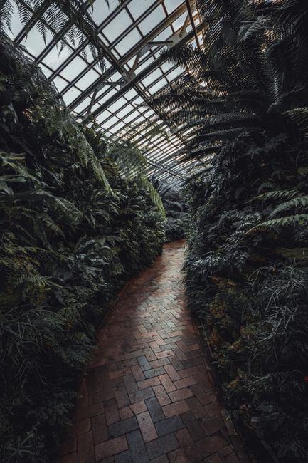 Explore a tranquil pathway surrounded by dense greenery in a moody greenhouse setting.