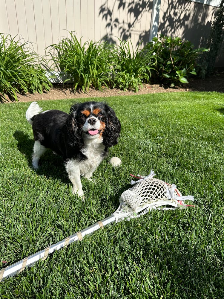 Dog Near Sport Tool In Garden