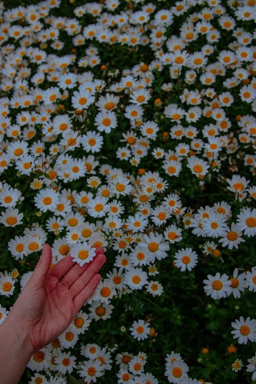 Woman Hand over Daisies