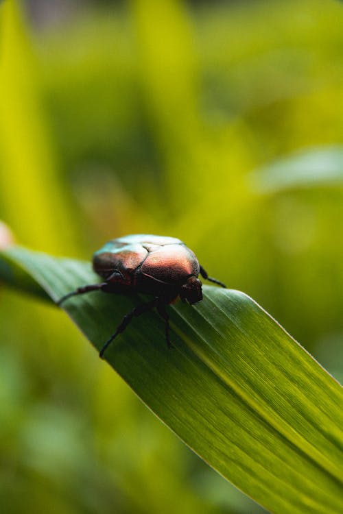 Foto d'estoc gratuïta de beetle, enfocament selectiu, fons verd