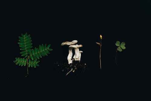 Mushroom, Leaves and Branches