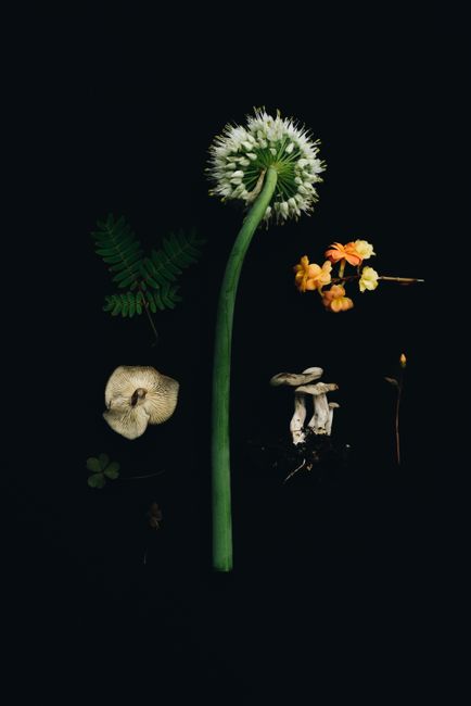 A detailed flat lay of various plants and mushrooms on a black background.