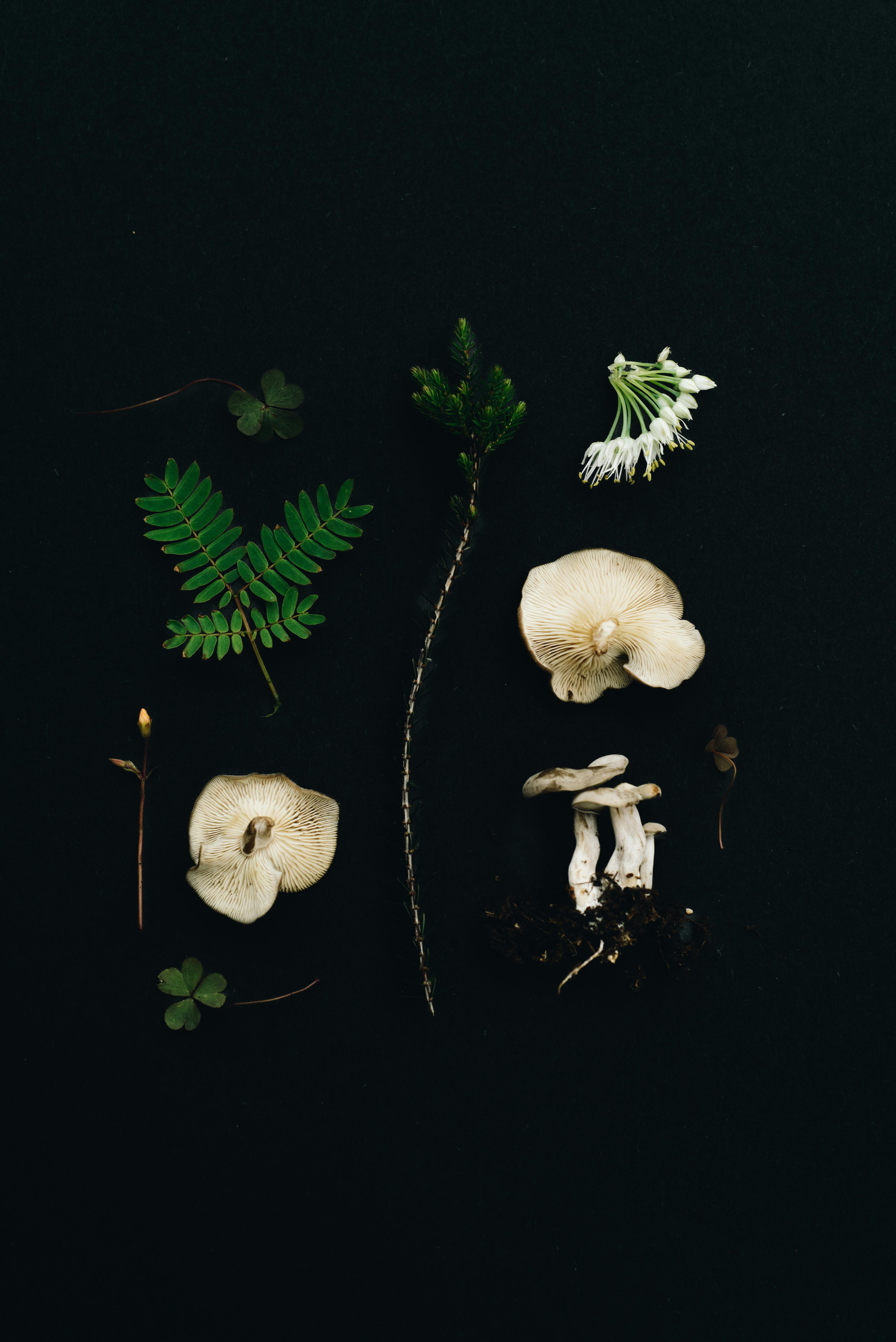 part of plants and mushrooms on a black background