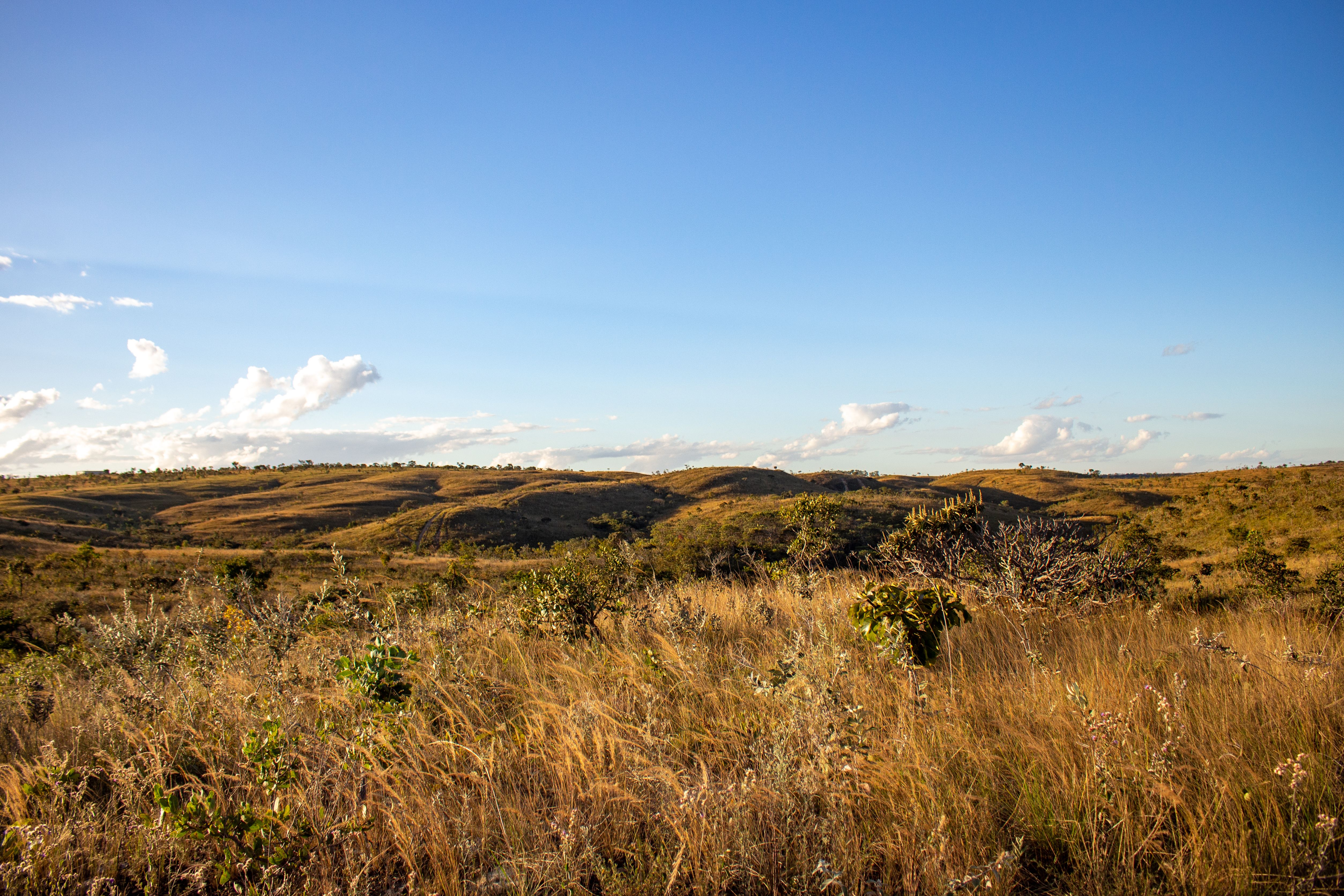 From Cerrado Mineiro to the world: Gabriel Davi reveals the story of Mula Coffee