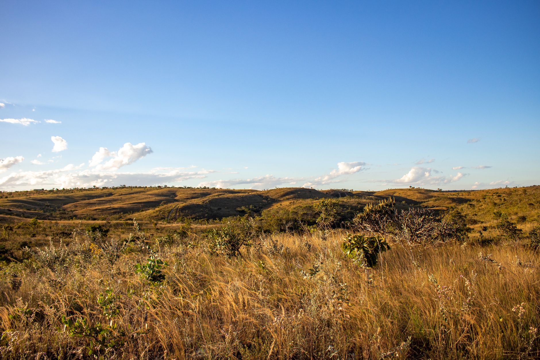 From Cerrado Mineiro to the world: Gabriel Davi reveals the story of Mula Coffee