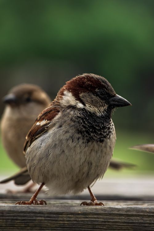 Free Detailed portrait of a sparrow perched outdoors in İstanbul, showcasing wildlife in Türkiye. Stock Photo