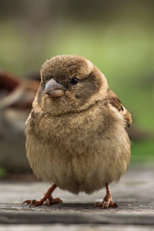 귀여운, 노래하는 새, 동물 사진의 무료 스톡 사진