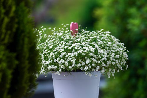 ฟรี คลังภาพถ่ายฟรี ของ กระถางดอกไม้, กลีบดอก, ขาว คลังภาพถ่าย