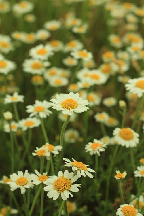 꽃, 높은 각도보기, 데이지의 무료 스톡 사진