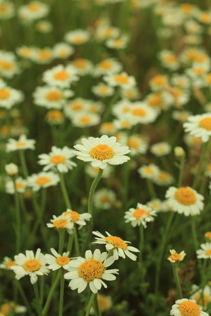 A close-up view of fresh white daisies in full bloom, capturing the essence of nature.