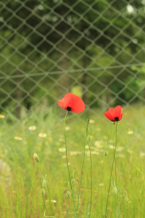 Základová fotografie zdarma na téma květiny, louka, plot