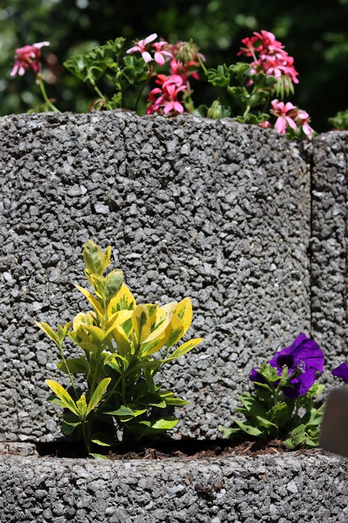 Imagine de stoc gratuită din floare mică, flori, rock