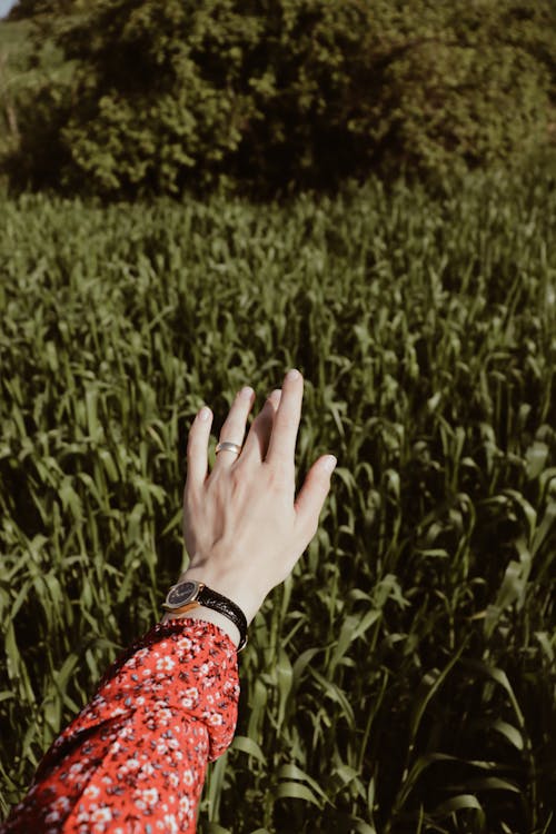 Woman Hand over Grasses