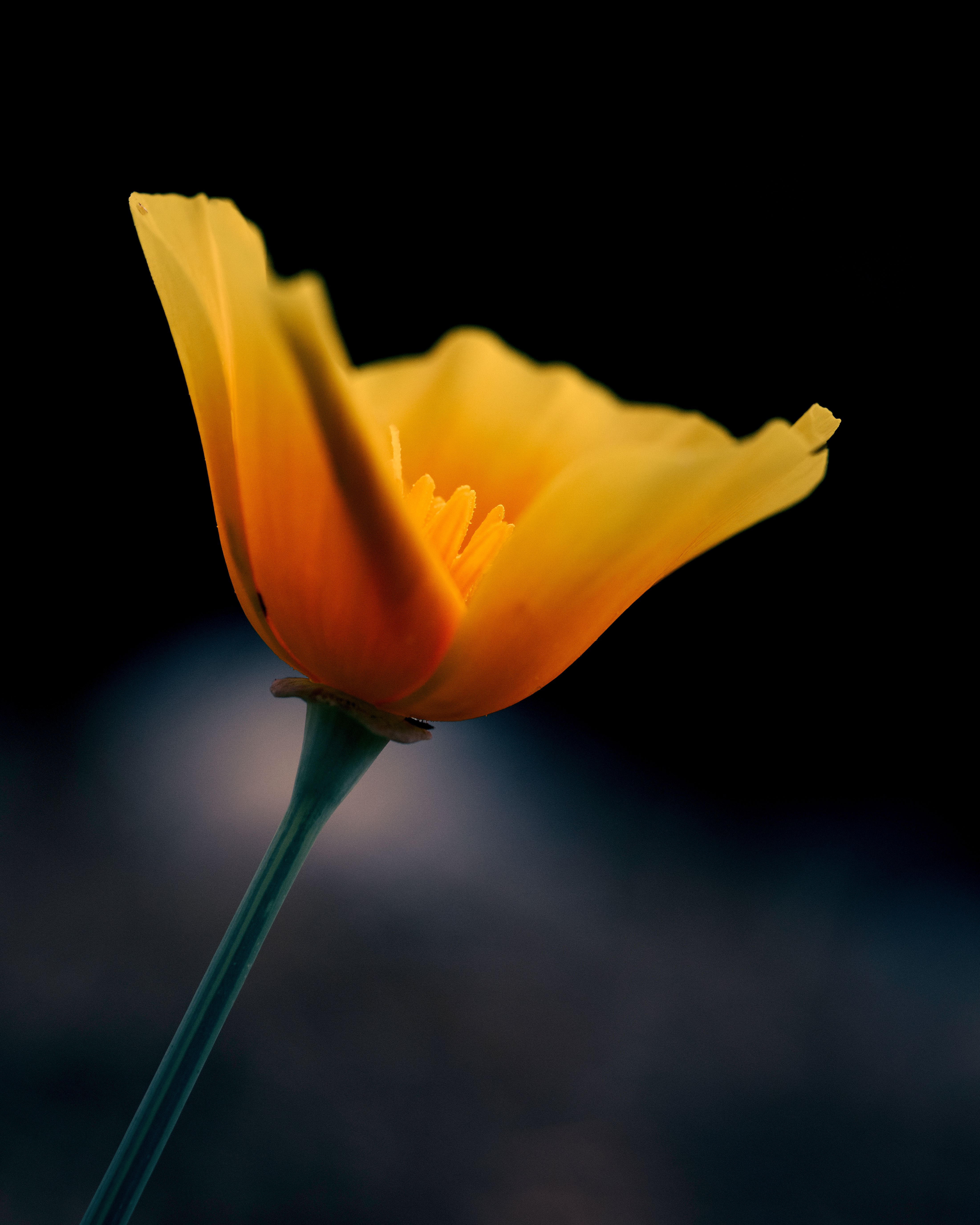 Close up of Yellow Flower · Free Stock Photo