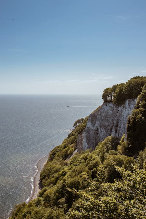 Trees and Cliff on Sea Shore