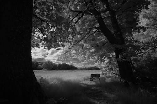 Immagine gratuita di bianco e nero, foresta, paesaggio