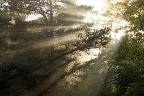 Sun Rays Shining Through Trees in Forest