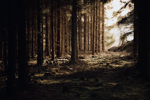 Бесплатное стоковое фото с деревья, жуткий, лес