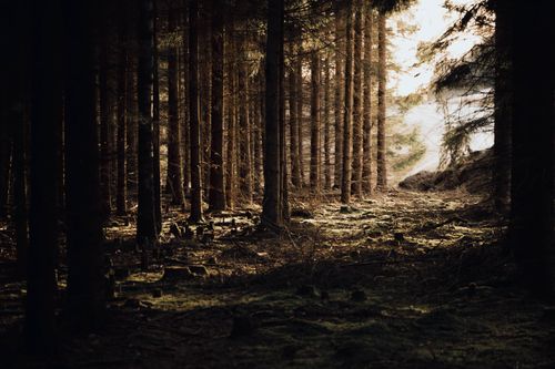 Free A mysterious forest scene with light streaming through tall trees, creating a moody atmosphere. Stock Photo