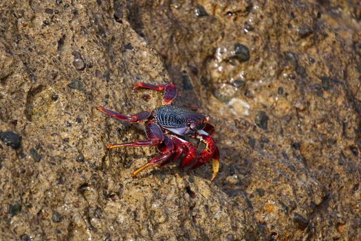 Close-up of a colorful red crab on a rocky surface in Adeje, Spain, showcasing wildlife in its natural habitat.