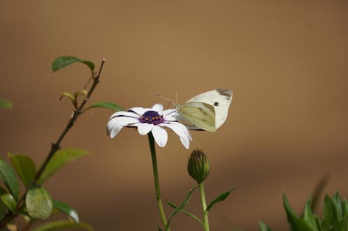 Butterfly on Flower