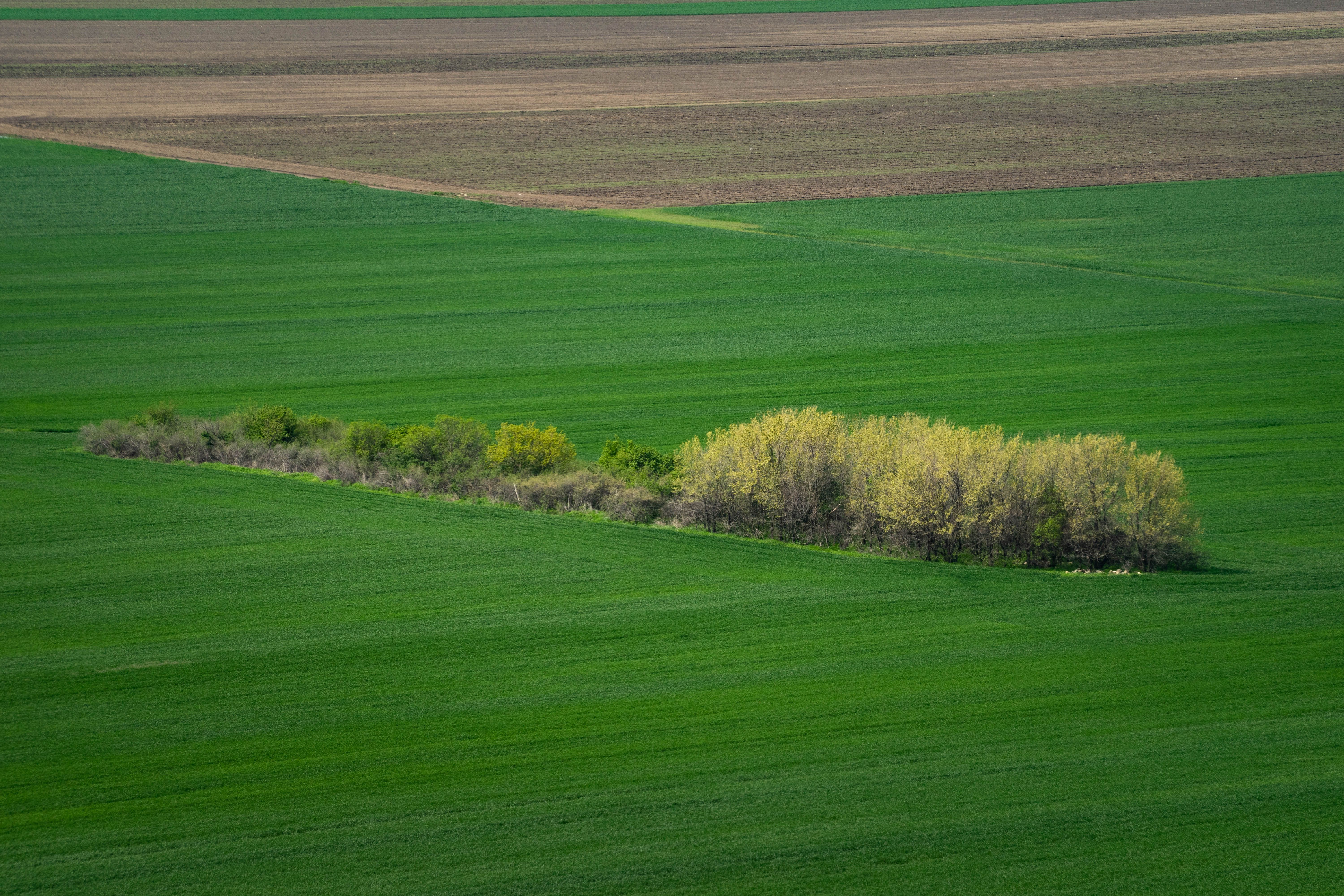 Aerial view of a vibrant green field with a small cluster of trees in the center.