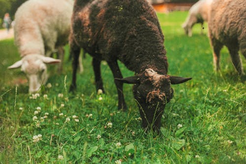 Sheep Grazing in the Pasture 