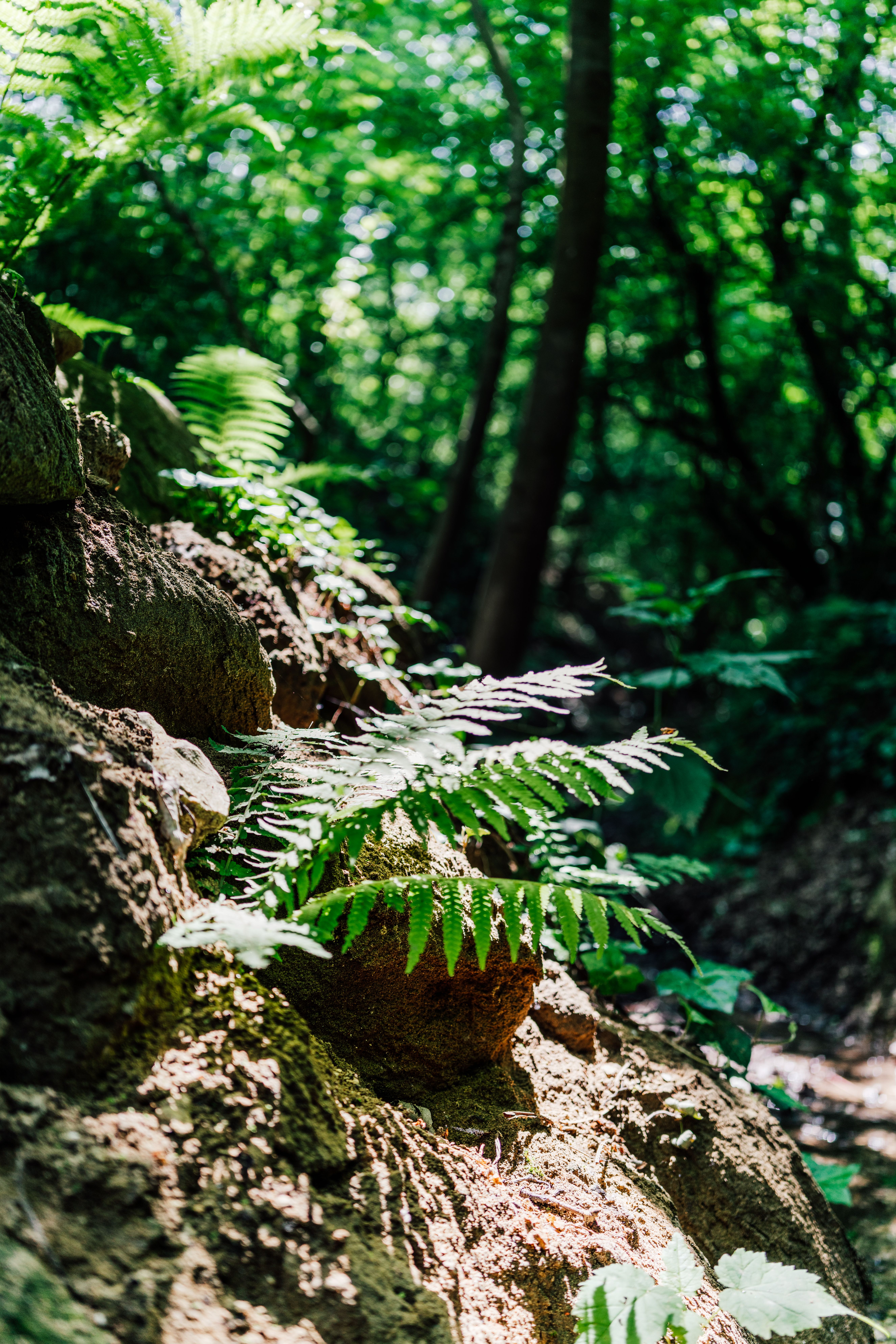 Leaves and Rocks in Forest · Free Stock Photo