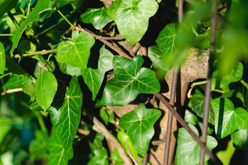 Leaves and Twigs in Close-up View